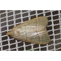 /filer/webapps/moths/media/images/N/nostralis_Hypsopygia_A_Bippus.jpg