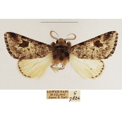 /filer/webapps/moths/media/images/A/aenigma_Leucochlaena_AM_TMSA_02.jpg