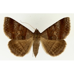 /filer/webapps/moths/media/images/M/mutuaria_Mocis_AF_TMSA_01.jpg