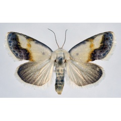 /filer/webapps/moths/media/images/L/luminosa_Negeta_AM_NHMO.jpg