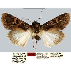 /filer/webapps/moths/media/images/M/malgassica_Odontestra_HT_MNHN.jpg