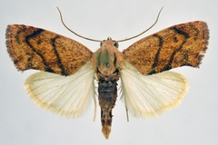 Neaxestis rhoda