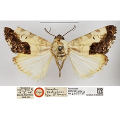 /filer/webapps/moths/media/images/P/psaliphora_Tarache_HT_NHMUK.jpg