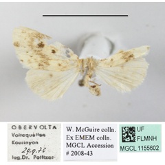 /filer/webapps/moths/media/images/P/punctata_Palaeosiccia_A_MGCL.JPG