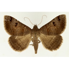 /filer/webapps/moths/media/images/M/mutuaria_Mocis_AM_TMSA_02.jpg