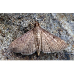 /filer/webapps/moths/media/images/L/licarsisalis_Herpetogramma_A_Simon_01.jpg