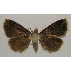 /filer/webapps/moths/media/images/F/fuscata_Ozarba_PT_ZMHB.jpg