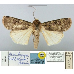 /filer/webapps/moths/media/images/D/dallolmoi_Mentaxya_PT_BMNH.jpg