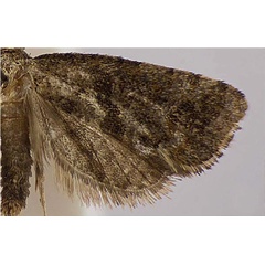 /filer/webapps/moths/media/images/A/aarviki_Phtheochroa_PTM_USNM.jpg