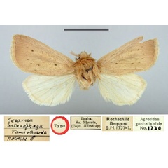/filer/webapps/moths/media/images/B/botanephaga_Sesamia_HT_BMNH.jpg