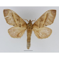 /filer/webapps/moths/media/images/V/venosa_Bombycopsis_AF_Basquin_02.jpg