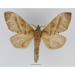 /filer/webapps/moths/media/images/V/venosa_Bombycopsis_AF_Basquin_02.jpg