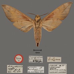 /filer/webapps/moths/media/images/M/major_Libyoclanis_HT_OUMNH_02.jpg