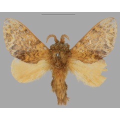 /filer/webapps/moths/media/images/L/lyovushkini_Hypotrabala_PTM_Mueller.jpg