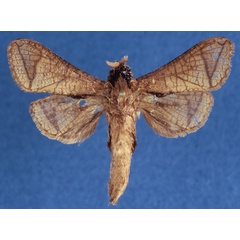 /filer/webapps/moths/media/images/T/taiensis_Haberlandia_HT_MWM_ZtIeEnl.jpg
