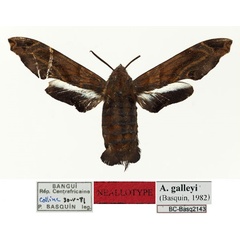 /filer/webapps/moths/media/images/G/galleyi_Afrosataspes_NAT_Basquin.jpg