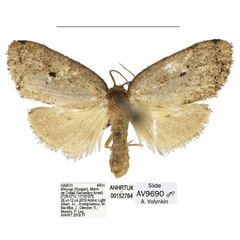 /filer/webapps/moths/media/images/B/biangulata_Spatulosia_PTM_ANHRT.jpg