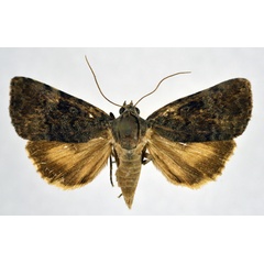 /filer/webapps/moths/media/images/P/polyphaenoides_Aucha_A_NHMO.jpg
