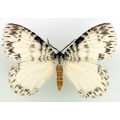 /filer/webapps/moths/media/images/A/albida_Euchera_AM_Basquin_01.jpg