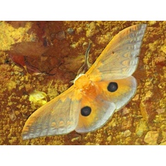 /filer/webapps/moths/media/images/T/tyrrhena_Pseudobunaea_A_Stanton.jpg