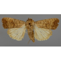 /filer/webapps/moths/media/images/M/micra_Athetis_A_RMCA_01.jpg