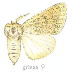 /filer/webapps/moths/media/images/G/grisea_Dasyarctia_AF_Gaede_21e.jpg