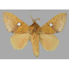 /filer/webapps/moths/media/images/G/guttata_Hypotrabala_AM_RMCA.jpg