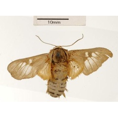 /filer/webapps/moths/media/images/C/curriei_Balacra_ST_USNM_03.jpg