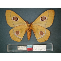 /filer/webapps/moths/media/images/A/aurata_Bunaeopsis_HT_RMCA_02.jpg