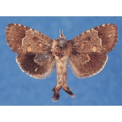 /filer/webapps/moths/media/images/M/mondeensis_Arbelodes_PTM_TMSA_FYNM365.jpg