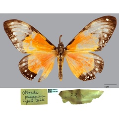 /filer/webapps/moths/media/images/P/permagnifica_Otroeda_HT_CMNH.jpg
