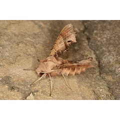 /filer/webapps/moths/media/images/P/pusillus_Odontosida_A_Heynsb.jpg
