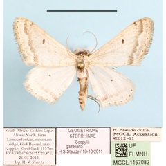 /filer/webapps/moths/media/images/G/gazellaria_Scopula_A_MGCLa_01.JPG