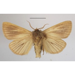 /filer/webapps/moths/media/images/E/encausta_Antheua_A_MGCLb_01.JPG