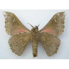 /filer/webapps/moths/media/images/A/arida_Ludia_HT_NHMUKb.jpg