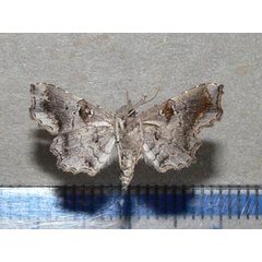 /filer/webapps/moths/media/images/M/microsema_Egnasia_A_Goffb_01.jpg