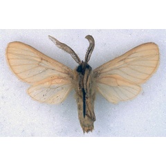 /filer/webapps/moths/media/images/N/neaera_Metarctia_PLT_BMNH_02.jpg