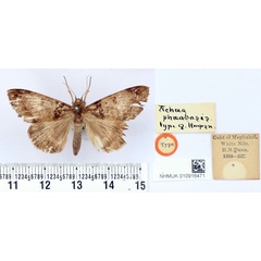 /filer/webapps/moths/media/images/P/phaeobasis_Achaea_HT_BMNH.jpg