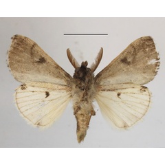/filer/webapps/moths/media/images/L/lulua_Dasychira_AM_MGCLb_01.JPG