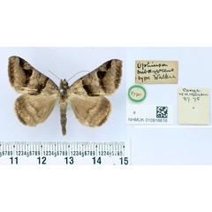 /filer/webapps/moths/media/images/S/subaenescens_Ophiusa_HT_BMNH.jpg