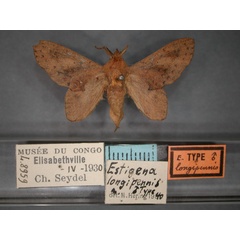 /filer/webapps/moths/media/images/L/longipennis_Typhonoya_HT_RMCA_01.jpg