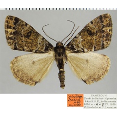 /filer/webapps/moths/media/images/L/lemairei_Xylopteryx_HT_ZSMa.jpg