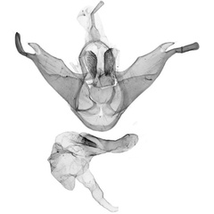 /filer/webapps/moths/media/images/T/transtillata_Siccasura_GMHT_MfN.jpg