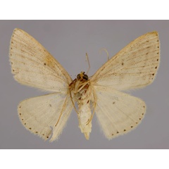 /filer/webapps/moths/media/images/L/legrandi_Scopula_PT_ZSM_02.jpg