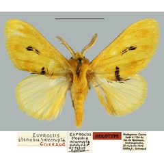 /filer/webapps/moths/media/images/I/interrupta_Euproctis_HT_MNHN.jpg