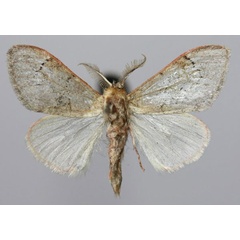 /filer/webapps/moths/media/images/M/macarthuri_Rhypopteryx_AM_Yakovleva.jpg
