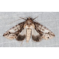 /filer/webapps/moths/media/images/D/diplogramma_Risoba_A_Heyns_02.jpg