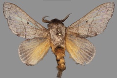 Ploco delicatulus