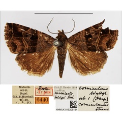 /filer/webapps/moths/media/images/C/corniculantis_Ozarba_LT_NHMUK_JcVa0ZI.jpg