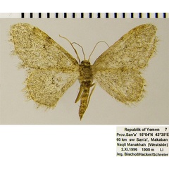 /filer/webapps/moths/media/images/H/hesuata_Idaea_AF_ZSMa.jpg